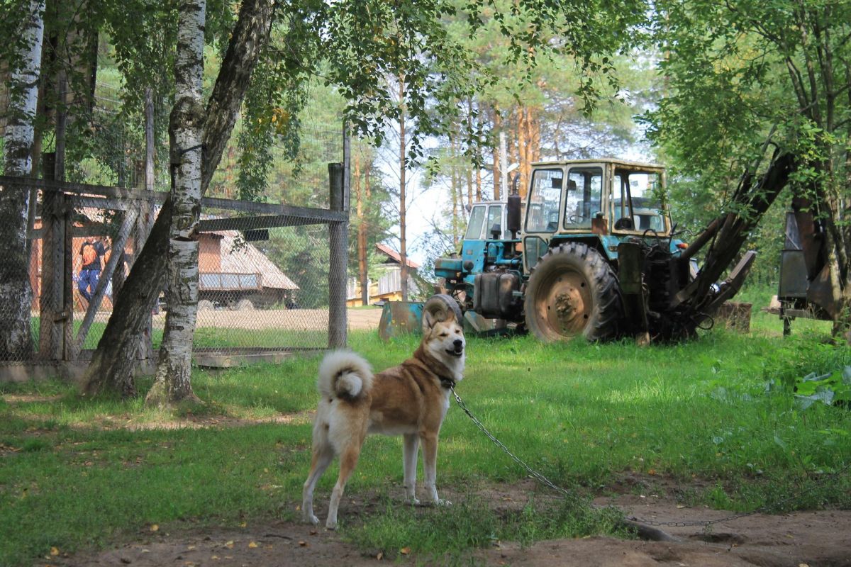 СЕЛТЫ. ПАРК "ДИКИЙ"